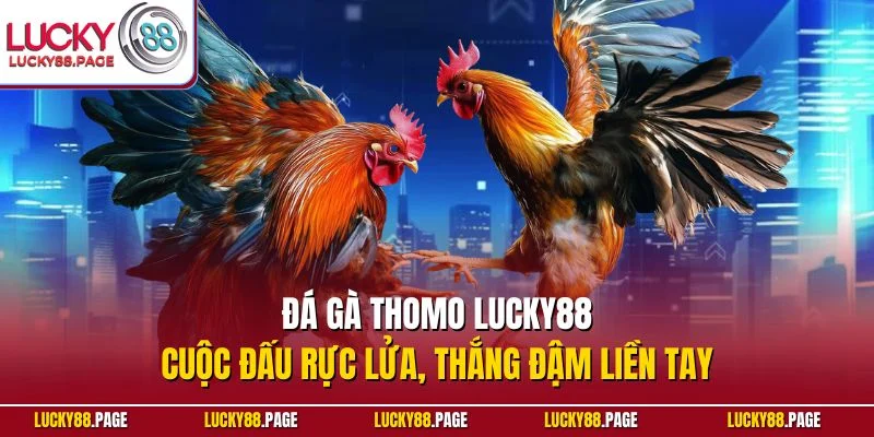 Đá gà Thomo